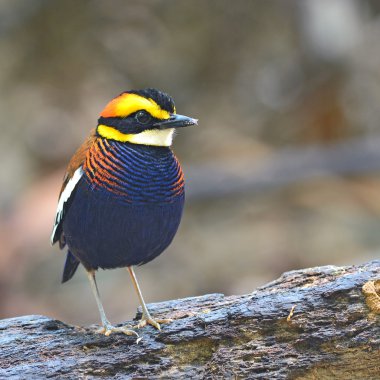 Malaya bantlı pide kuş