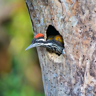 Büyük Dinopium kuş