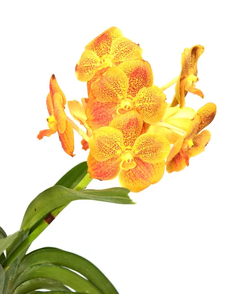 Orchidée jaune Fleur — Photo