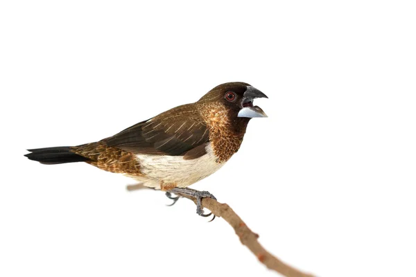 AK sokumlu Munia kuş — Stok fotoğraf