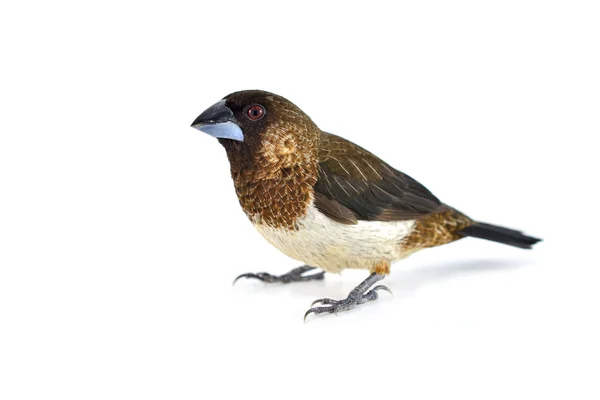 Pájaro Munia de rabia blanca — Foto de Stock