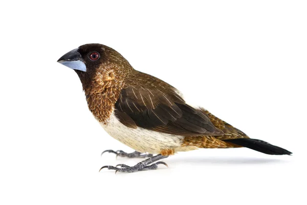 White-rumped Munia bird — Stock Photo, Image