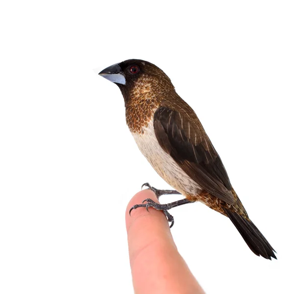 AK sokumlu Munia kuş — Stok fotoğraf