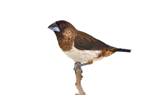 White-rumped Munia bird — Stock Photo, Image