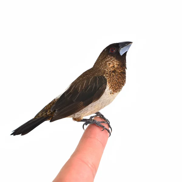 White-rumped Munia bird — Stock Photo, Image