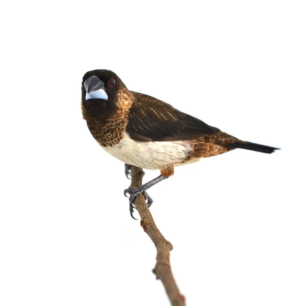 Pájaro Munia de rabia blanca —  Fotos de Stock