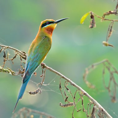 Mavi kuyruklu arı yiyen kuş