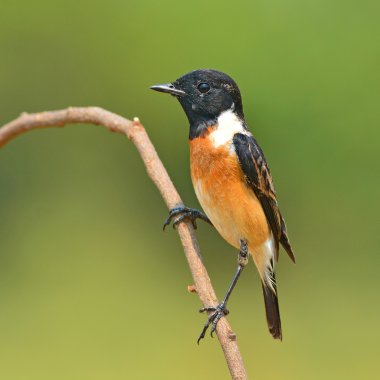 Doğu stonechat kuş