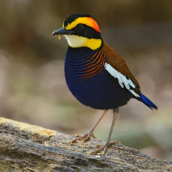 Malayan Banded Pitta bird — Stock Photo, Image