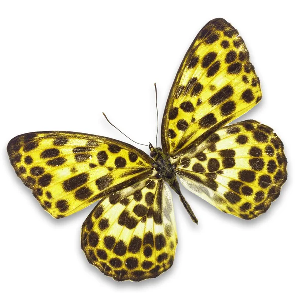 Yellow butterfly — Stock Photo, Image