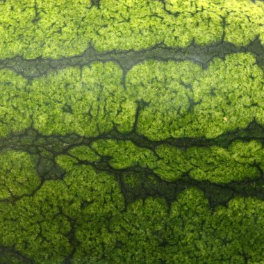 Yeşil çizgili karpuz