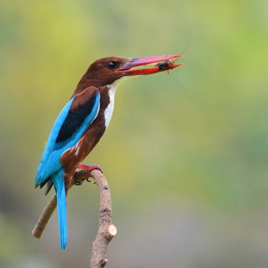 Beyaz boğazlı kingfisher kuş