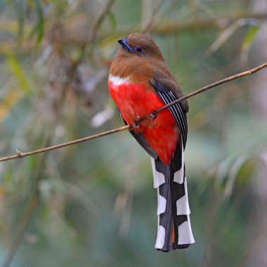  Kızıl saçlı Trogon kuş