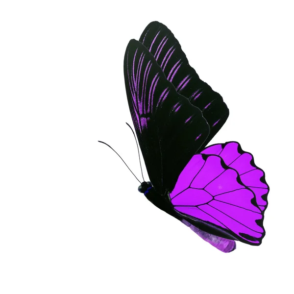 Purple butterfly — Stock Photo, Image