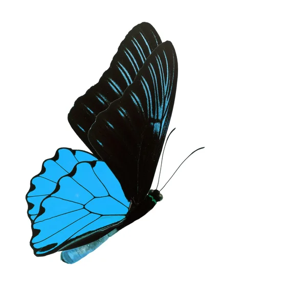 Blue butterfly — Stock Photo, Image