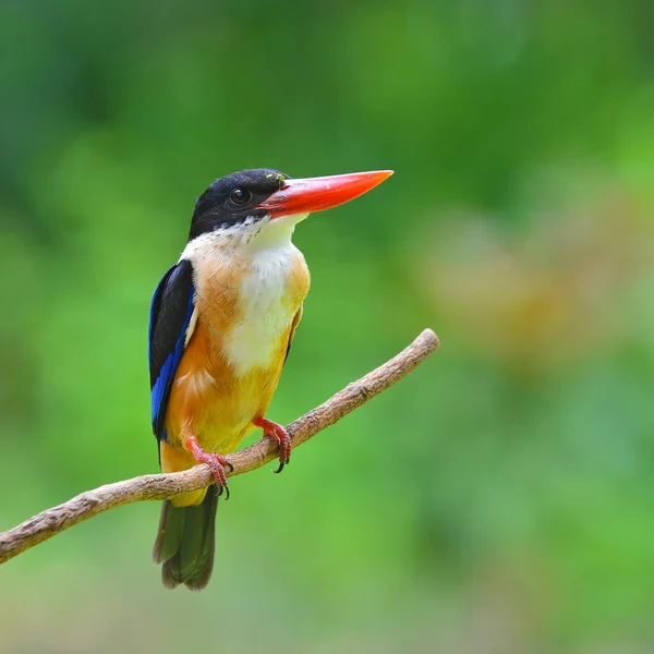 Burung Kingfisher bertopeng hitam — Stok Foto