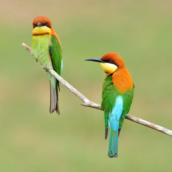 Bee eater ptak — Zdjęcie stockowe