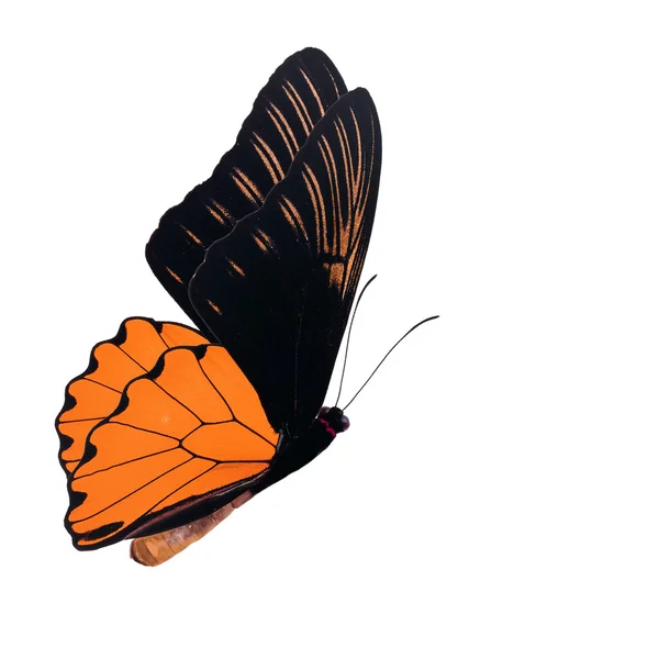 Narancssárga pillangó — Stock Fotó