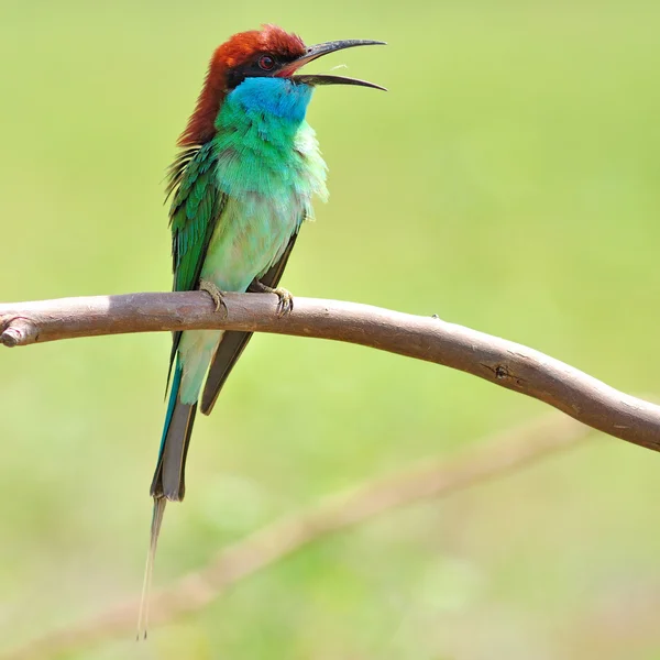 Blauwe throated bee eter — Stockfoto