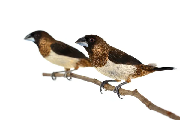 White-rumped Munia bird — Stock Photo, Image