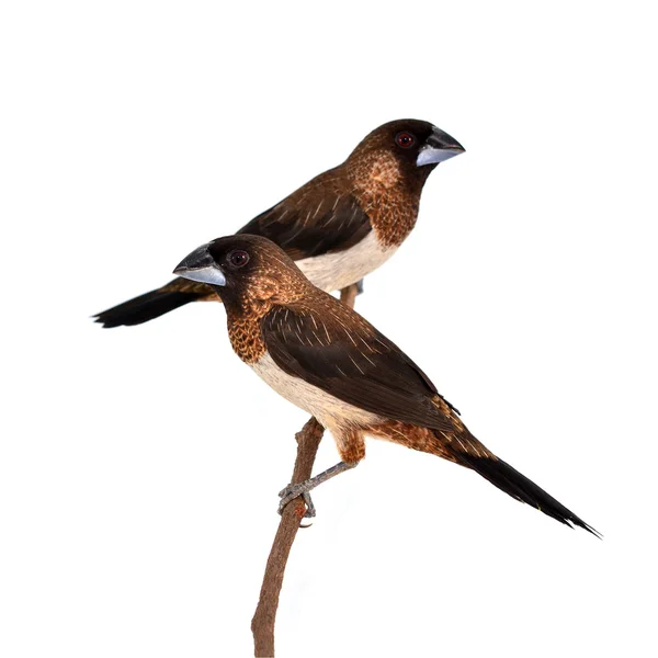 White-rumped Munia bird — Stock Photo, Image