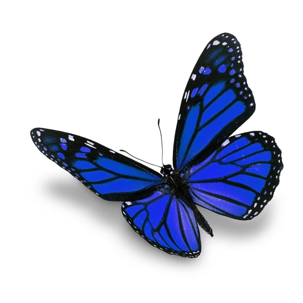 Mariposa azul — Foto de Stock