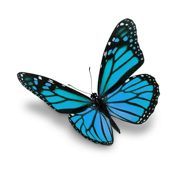 Blue butterfly — Stock Photo, Image