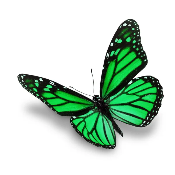 Green butterfly — Stock Photo, Image