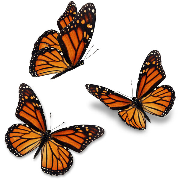 Papillon monarque — Photo