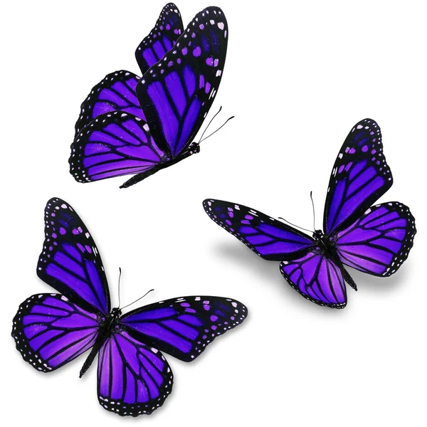 Purple butterfly — Stock Photo, Image