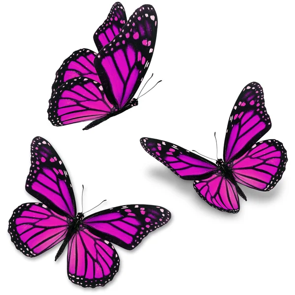 Pink butterfly — Stock Photo, Image