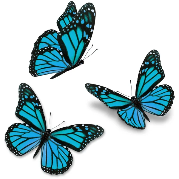 Mariposa azul — Foto de Stock