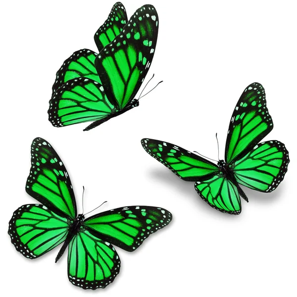 Green butterfly — Stock Photo, Image