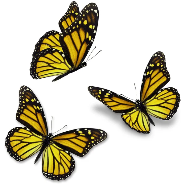 Κίτρινο πεταλούδα — Φωτογραφία Αρχείου