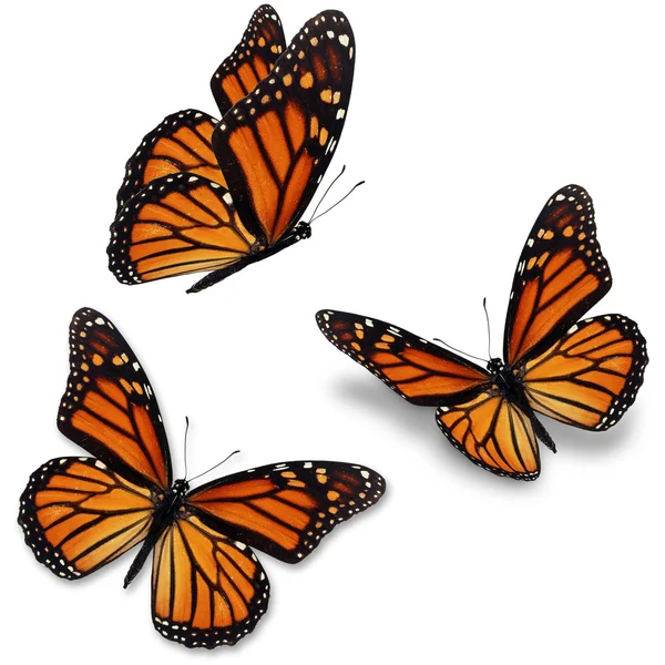 Papillon monarque Images De Stock Libres De Droits