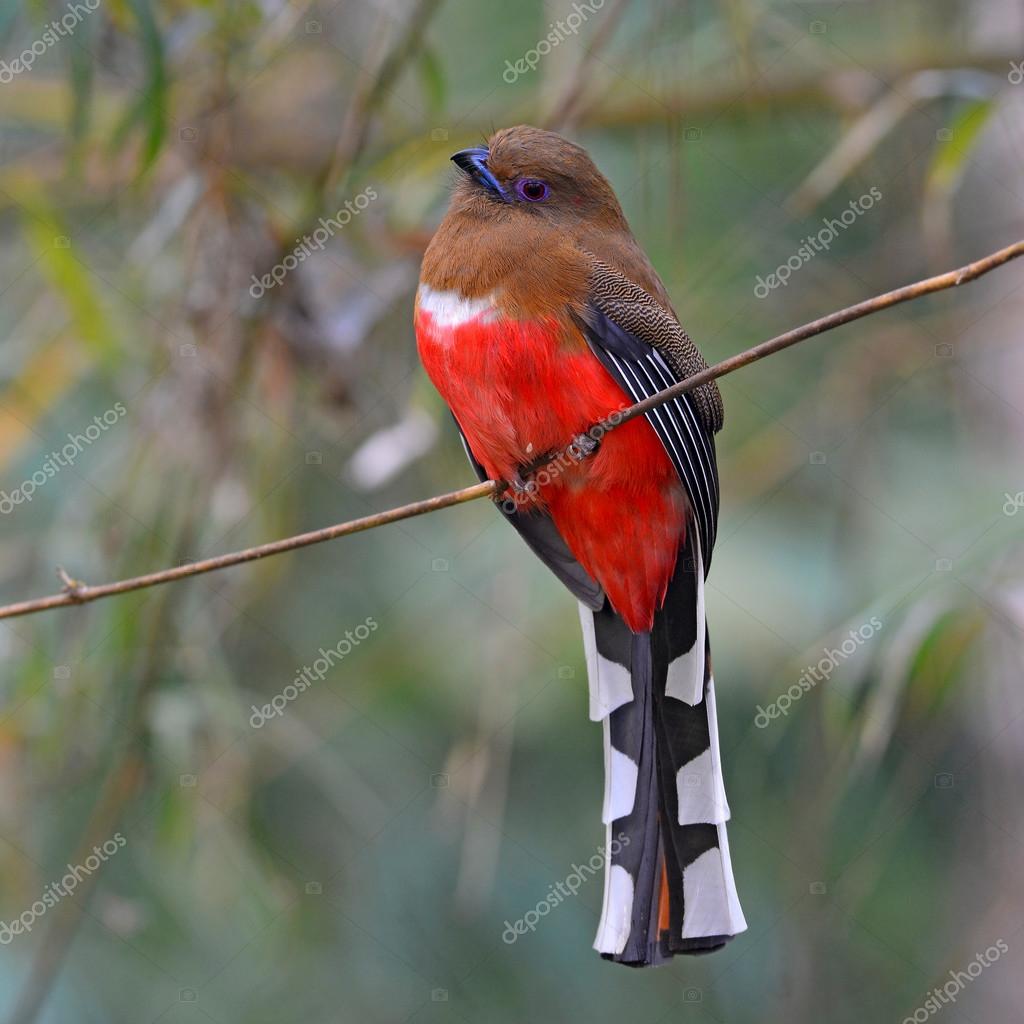 Red-headed Trogon bird — Stock Photo © thawats #64977853