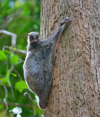uçan lemuru