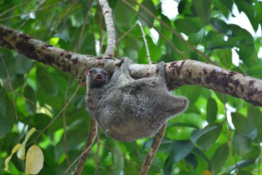 uçan lemuru