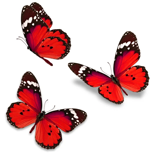 붉은 나비 — 스톡 사진