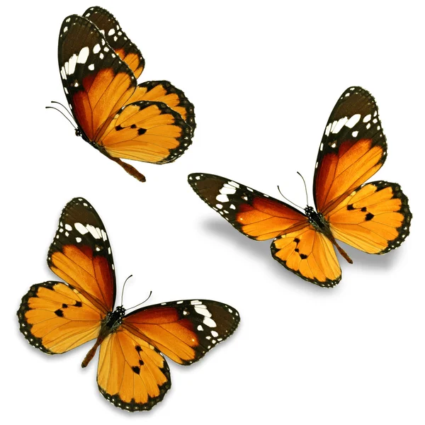 Mariposa naranja — Foto de Stock