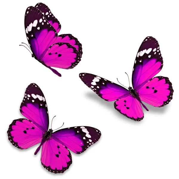 Růžový motýl — Stock fotografie