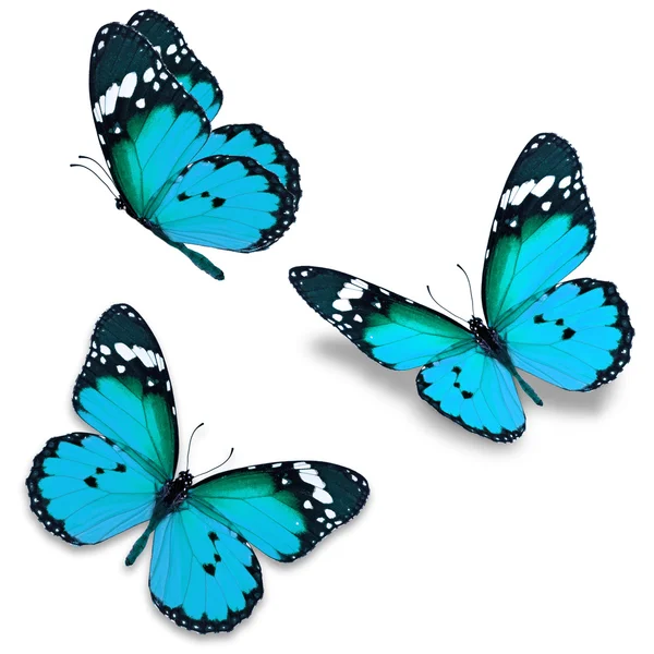 Синій метелик — стокове фото
