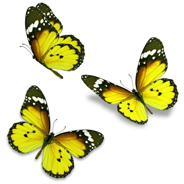 Žlutý motýl — Stock fotografie