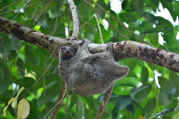 Flygande lemur — Stockfoto