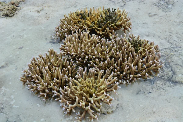 Κοράλλια — Φωτογραφία Αρχείου