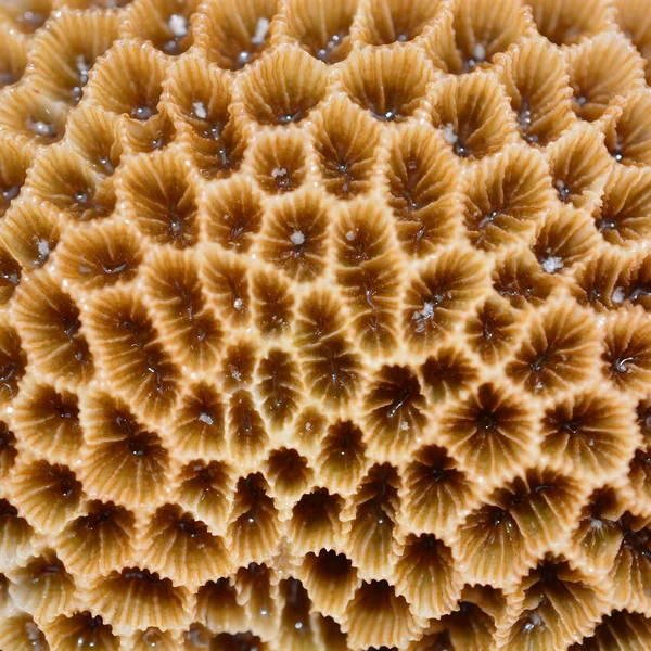 Coral Texture — Stock Photo, Image