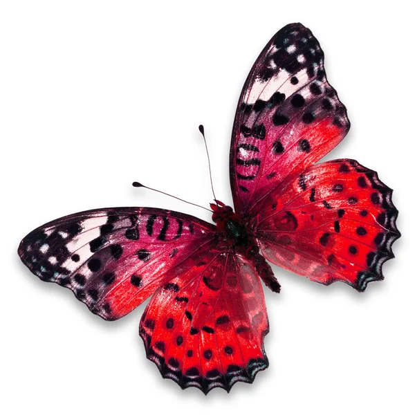 Mariposa roja — Foto de Stock