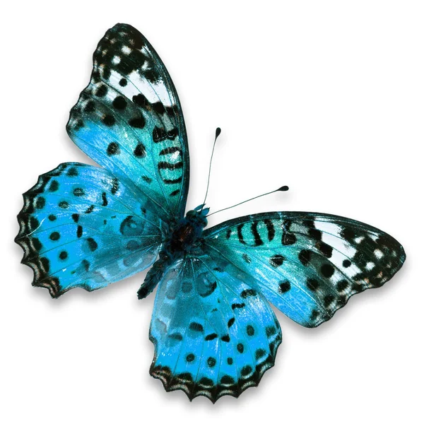 Blue butterfly — Stock Photo, Image