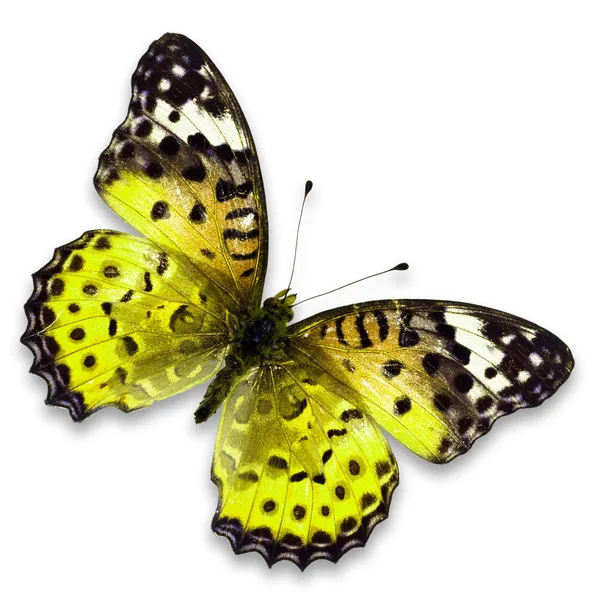 Papillon jaune — Photo