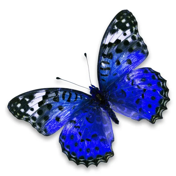 Blue butterfly — Stock Photo, Image